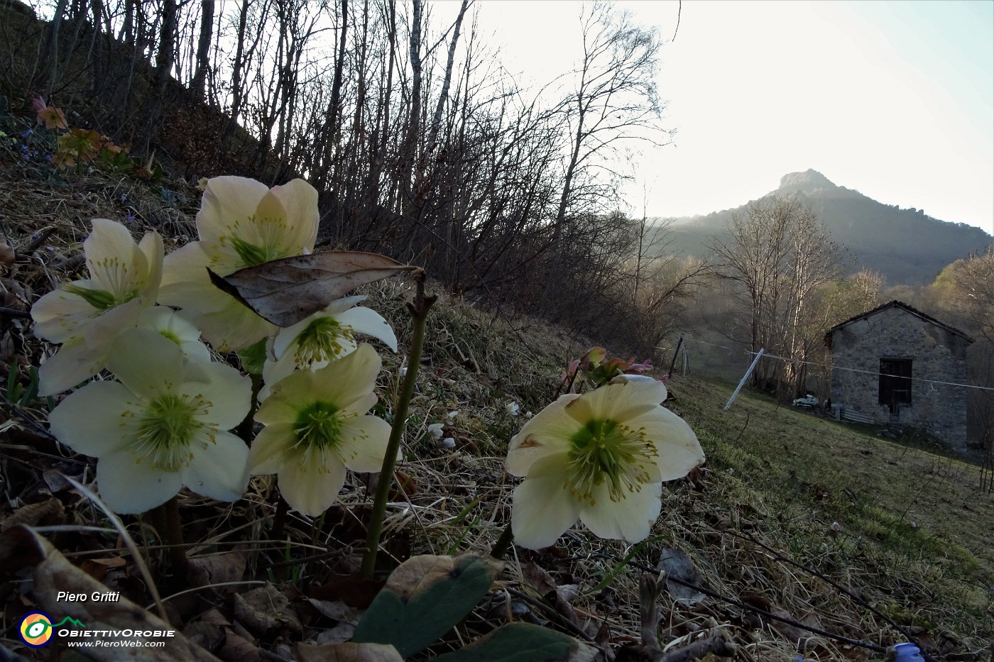 86 Ellebori con vista in Corno Zuccone.JPG